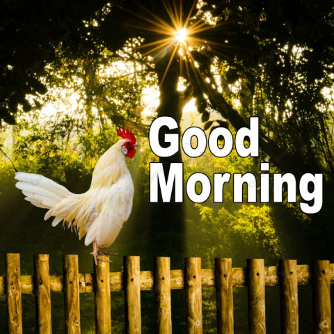 Good Morning, a hen clucking on the bamboo fence in the garden in the early morning, foreground text of the picture GOOD MORNING