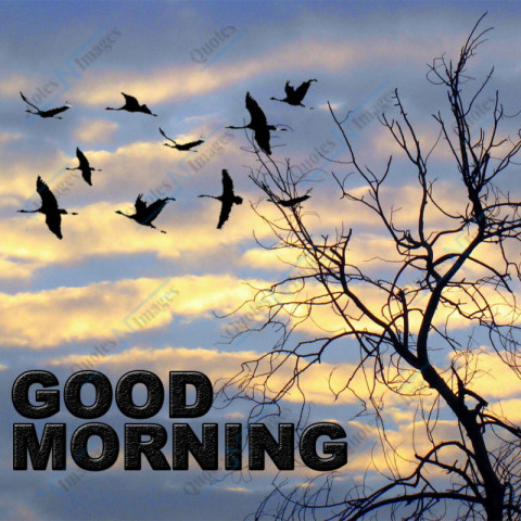 In the early morning, a leafless tree stands up to the sky, a flock of birds is flying in the sky, foreground text Good Morning