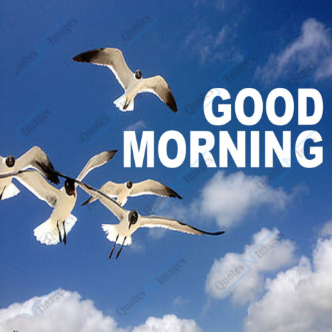 A flock of birds is flying in the sunny blue sky, foreground white text 'Good Morning'.