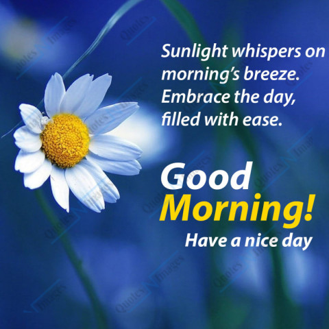 A white-yellow single flower sick attached with blue background, foreground text Good Morning Have a nice day