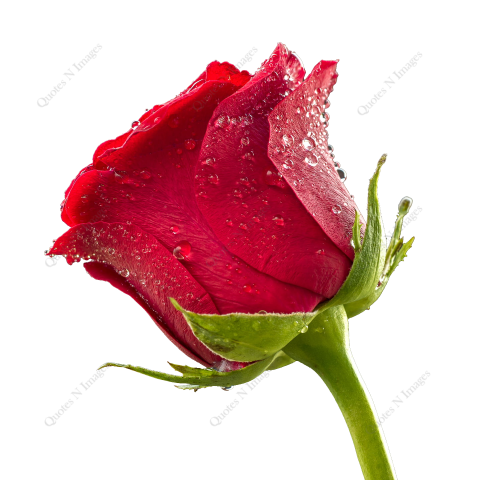 Single beautiful perfect red blooming rose with dewdrop on the green stalk isolated on white background