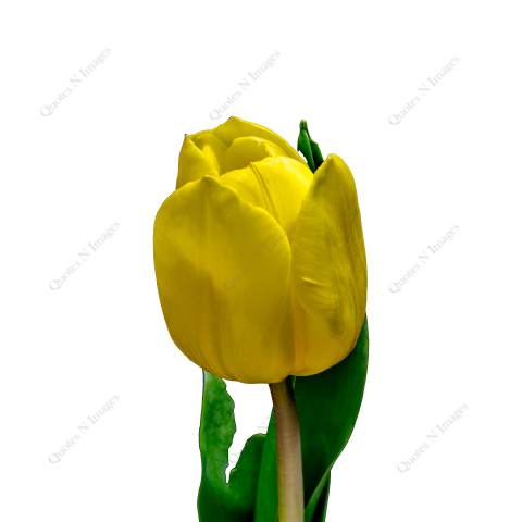 One beautiful yellow blooming tulip flower with green leaf transparent image