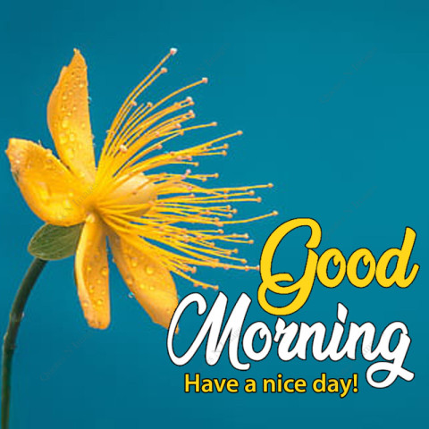 A yellow flower with dewdrop attach with blue background, foreground text in the photo 'Good Morning have a nice day'