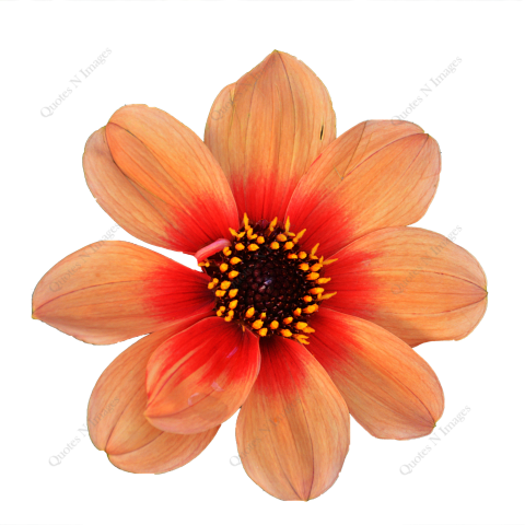A Red orang blooming flower closeup view isolated with white background
